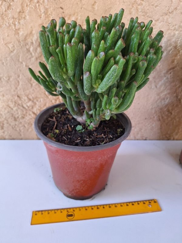 Item 870086 - Image 2