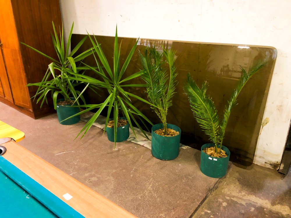 Plantas de Interior en Macetas Verdes