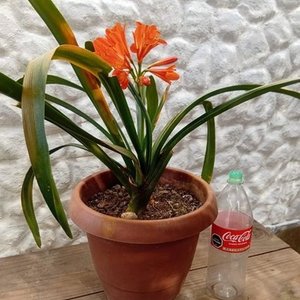 Clivias Naranjas en Floración con Maceta de 2 Litros - imagen 2