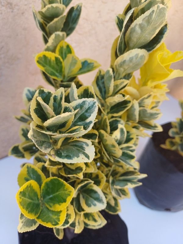 Planta en maceta, excelente condición - imagen 4