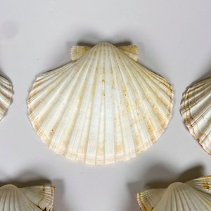 Diez coquillas diferentes dos tamaños - imagen 4