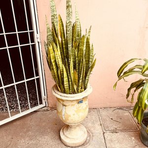 Lote siguiente: Planta Lengua de Suegra en Maceta Antigua de Hormigón