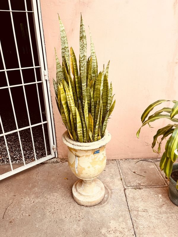 Planta Lengua de Suegra en Maceta Antigua de Hormigón