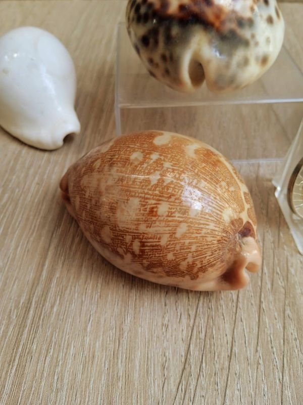 Item 884181 - Image 1