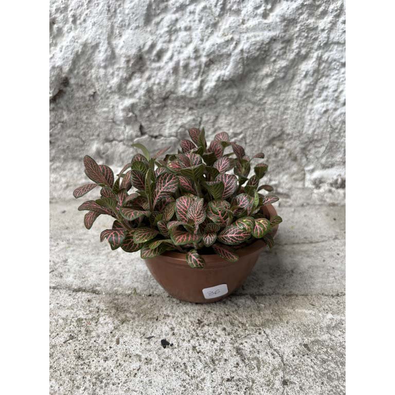 Item 2113570 - Image 0