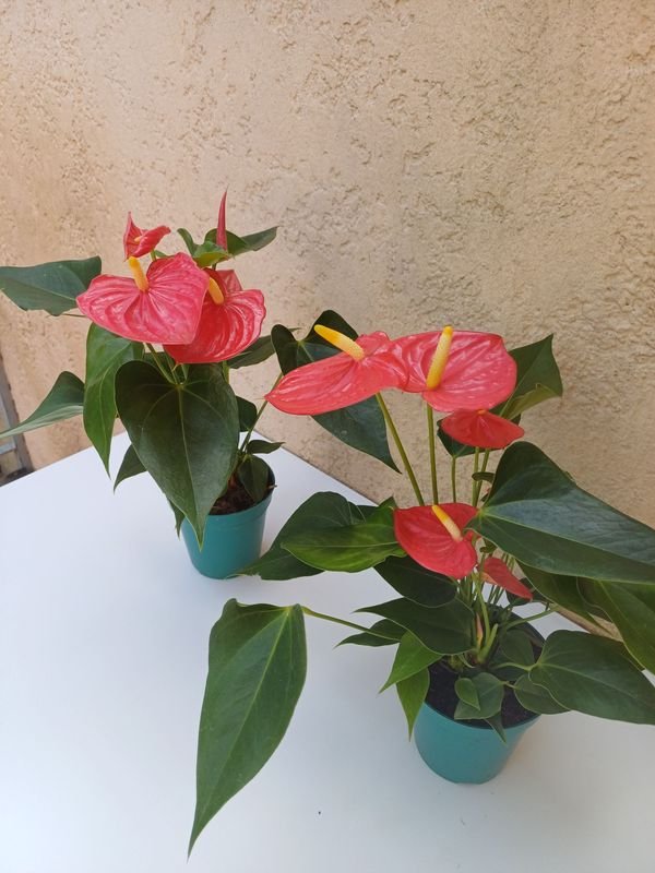 Plantas y flores en macetas - imagen 3