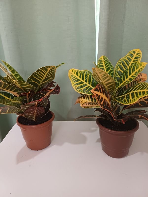 Item 848669 - Image 4