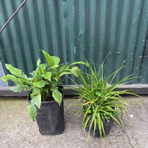 Lote anterior: Dos Plantas en Maceta Negra