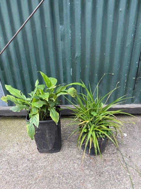 Dos Plantas en Maceta Negra