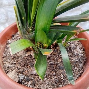 Clivia Naranja en Flor con Maceta de 2 Litros - imagen 4