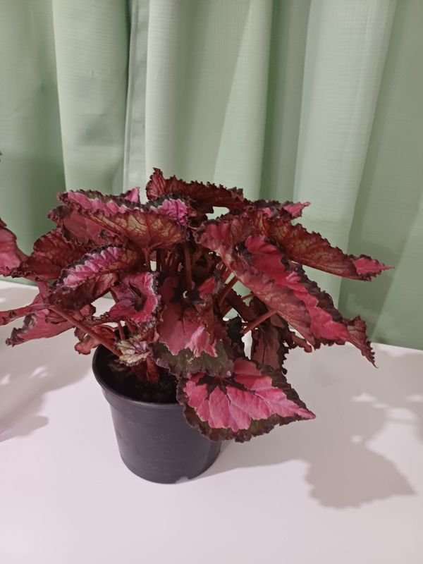 Item 852632 - Image 1