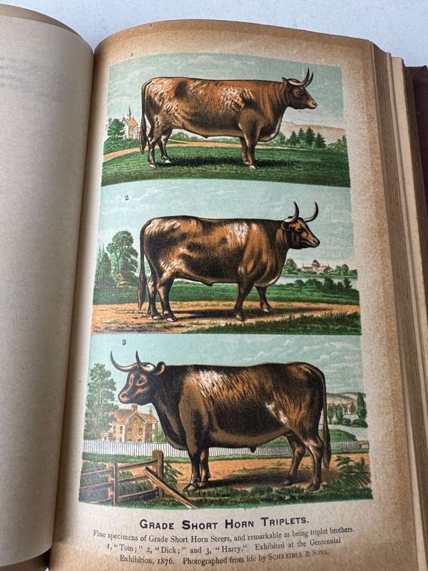 Libro ilustrado de ganado y enciclopedia de animales de granja - imagen 6
