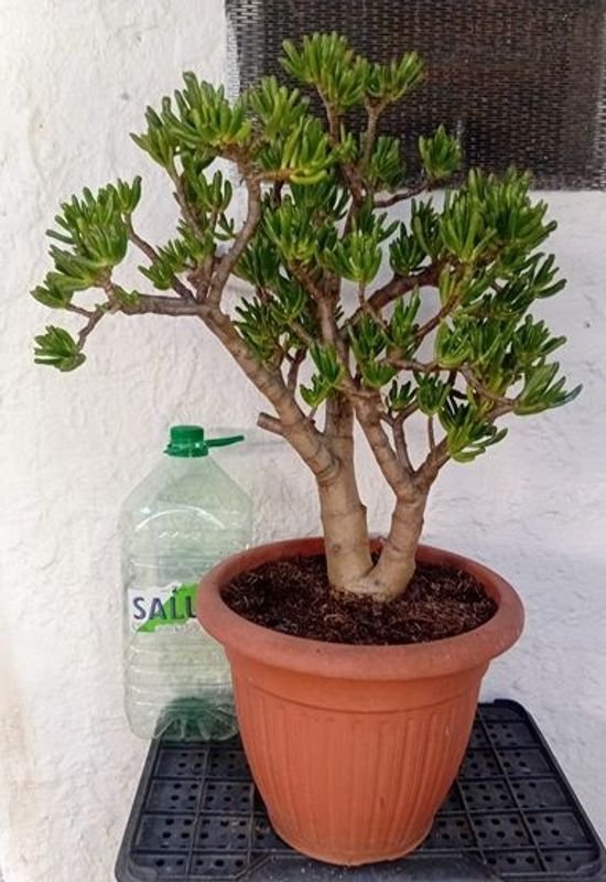 Crassula Ovata Gollum en venta - imagen 4