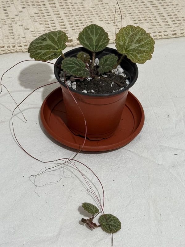 Begonia con hoja redonda y hijito en maceta