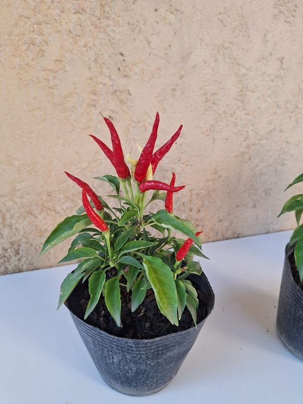 Item 870174 - Image 4