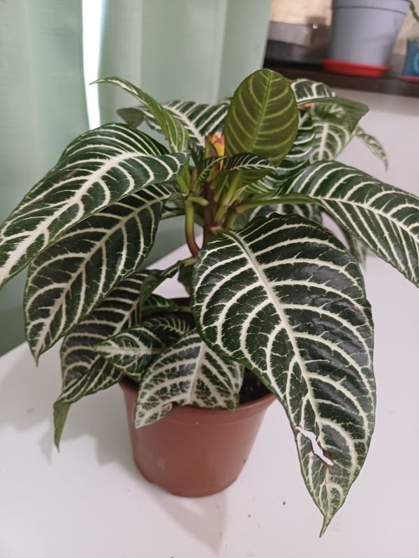 Item 852640 - Image 3