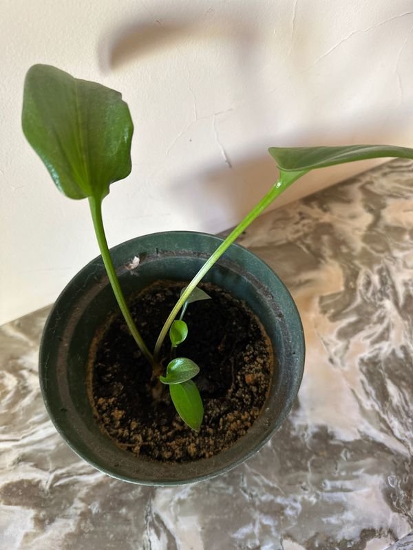 Planta Espatifilo en Venta - imagen 2