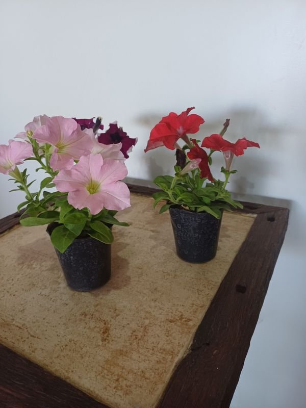 Item 852635 - Image 3