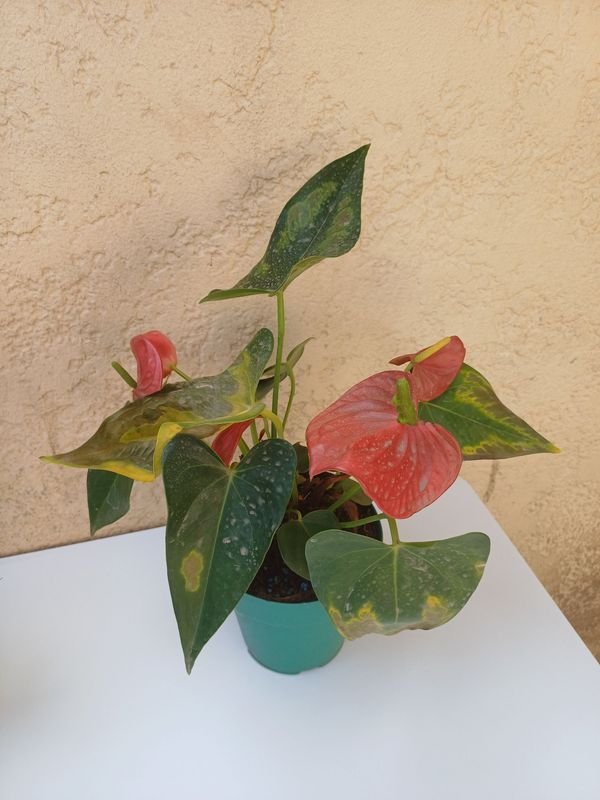 Plantas y flores en macetas - imagen 5