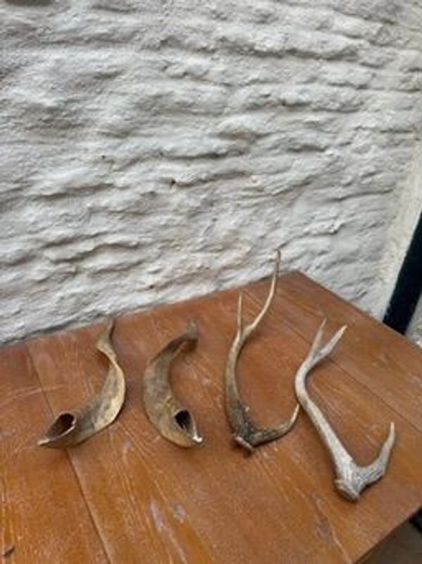 Lotes de astas de ciervo y venado para coleccionistas - imagen 2