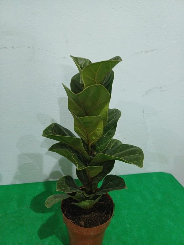 Item 848674 - Image 1