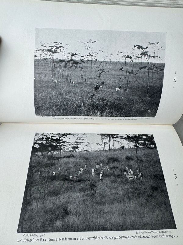 El encanto del elefante por C.G Schillings: una obra de arte única - imagen 5