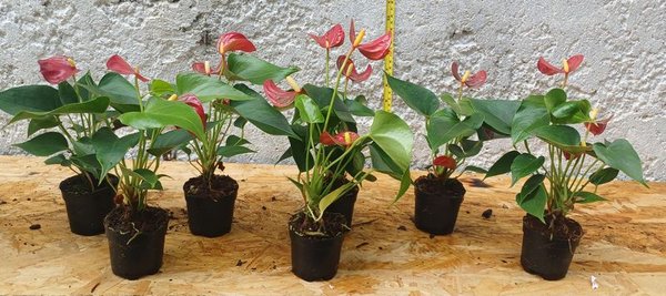 Planta de Anthurio en Macetas de Plástico y Cerámica - imagen 1