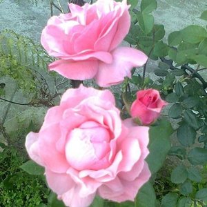Lote siguiente: Rosal de Pie con Floración Rosa en Maceta de 2 Litros