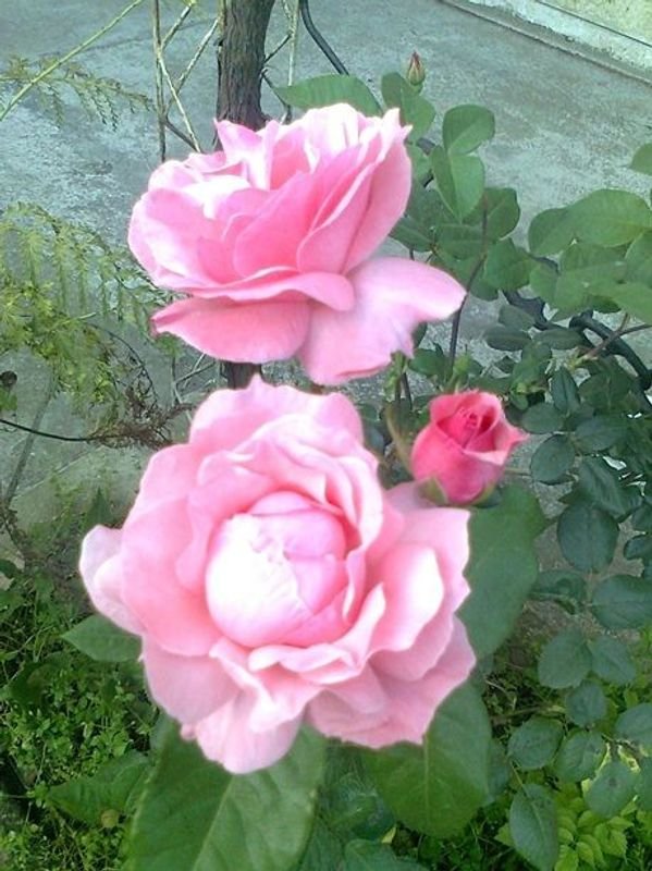 Rosal de Pie con Floración Rosa en Maceta de 2 Litros