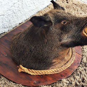 Cabeza de Jabalí Taxidermizada con Colmillos sobre Placa de Madera - imagen 11