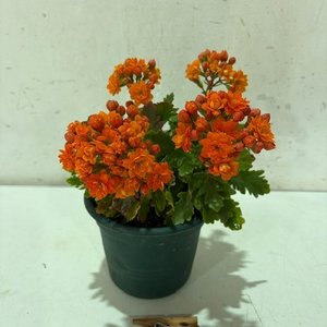 Lote anterior: Planta con Flores Naranjas en Maceta
