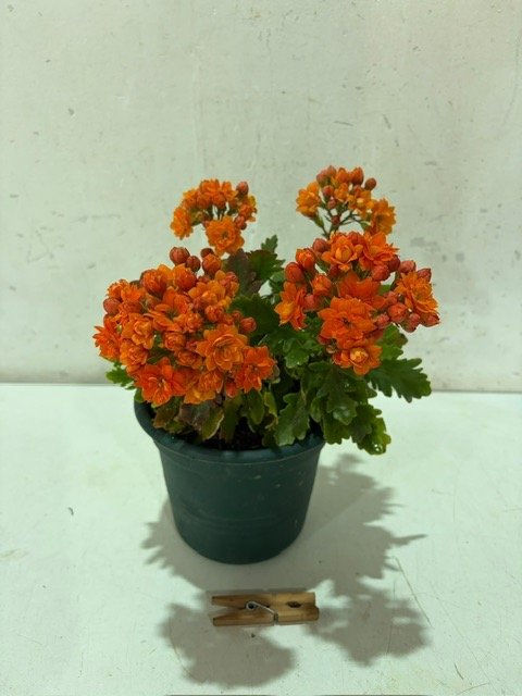 Planta con Flores Naranjas en Maceta