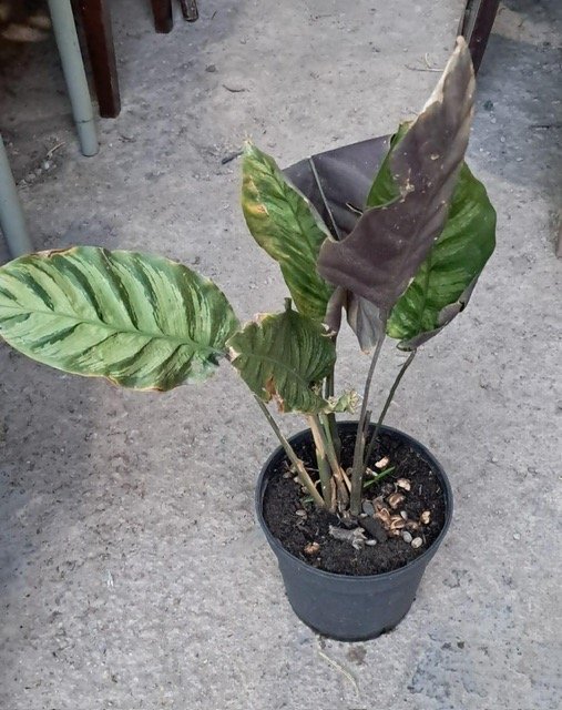 Lote siguiente: Calathea en maceta