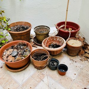 Lote de Macetas de Barro y Colgantes con Helecho - imagen 2