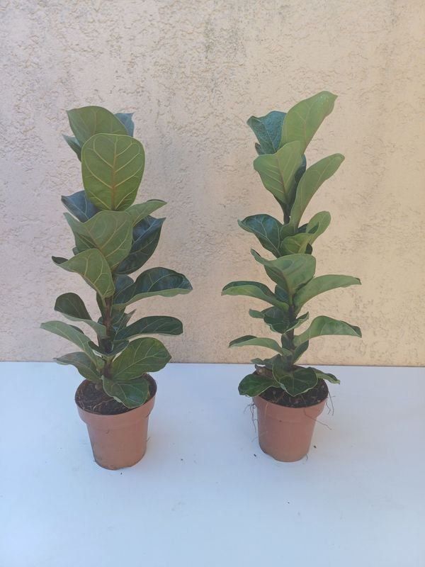 Item 929938 - Image 0