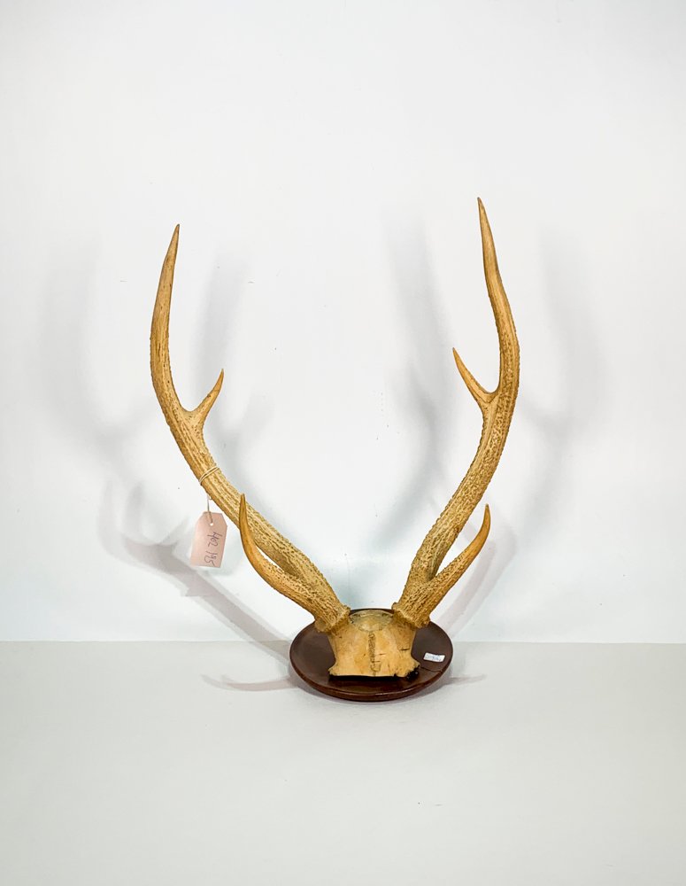 Item 486770 - Image 1