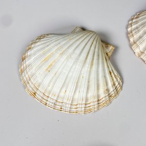 Diez coquillas diferentes dos tamaños - imagen 5