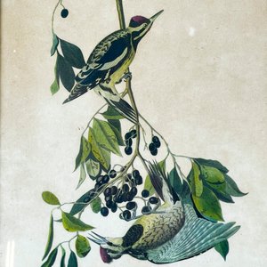 Par de Grabados Florales con Pájaros y Colibríes - imagen 3
