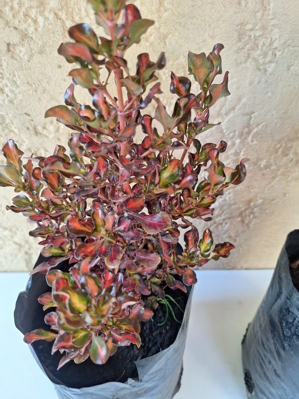 Item 870187 - Image 0