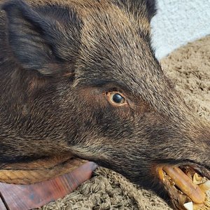 Cabeza de Jabalí Taxidermizada con Colmillos sobre Placa de Madera - imagen 7
