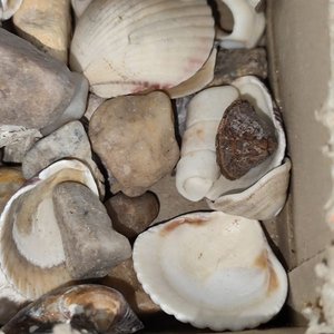 Caja con variedad de conchas marinas y piedras - imagen 3