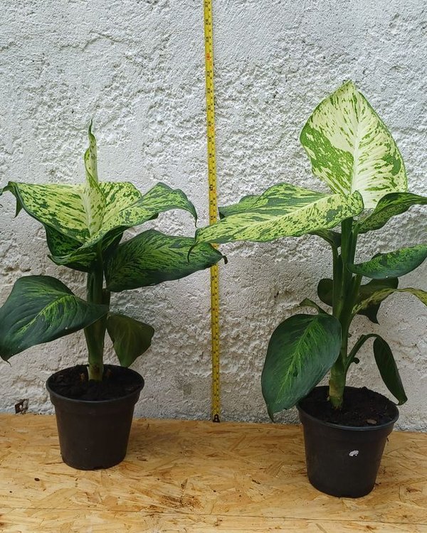 Planta Camila en Macetas de Plástico - imagen 3