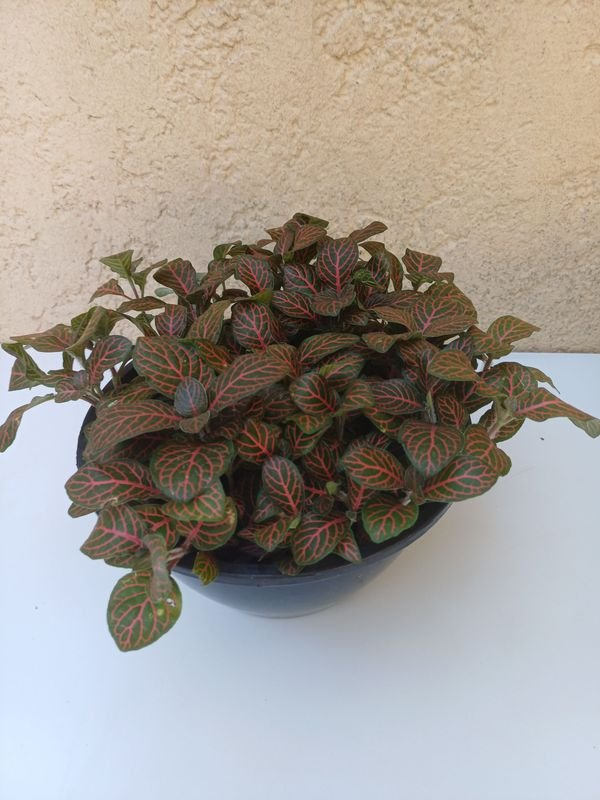 Planta en macetas con hojas verdes y rojas - imagen 3
