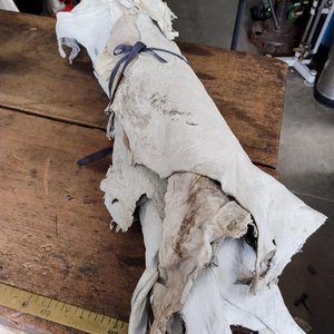 Lote anterior: 6 Cueros Enteros Crudos para Artesanías o Tapicería