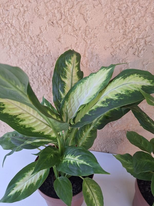 Item 870081 - Image 8