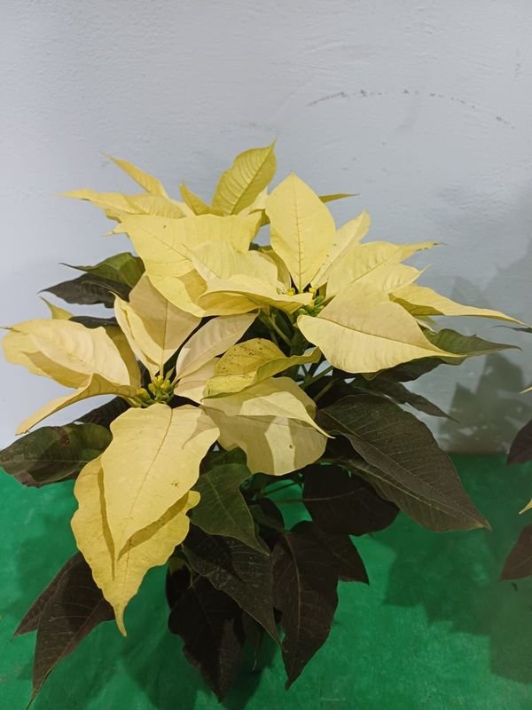 Item 848677 - Image 0