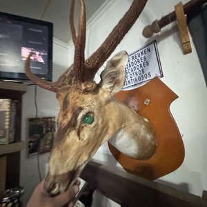Cabeza de Ciervo Taxidermia Gran Tamaño, Excelente Conservación - imagen 1