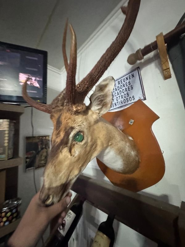 Cabeza de Ciervo Taxidermia Gran Tamaño, Excelente Conservación