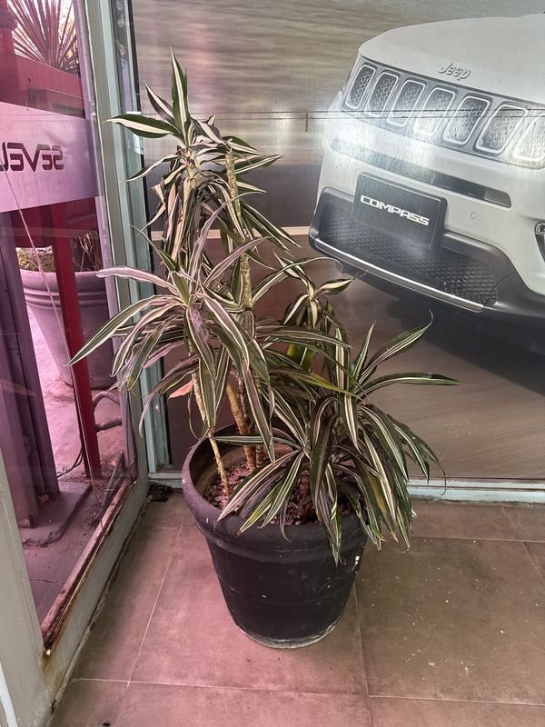 MACETA CON PLANTA (DARCENA 2) - imagen 2