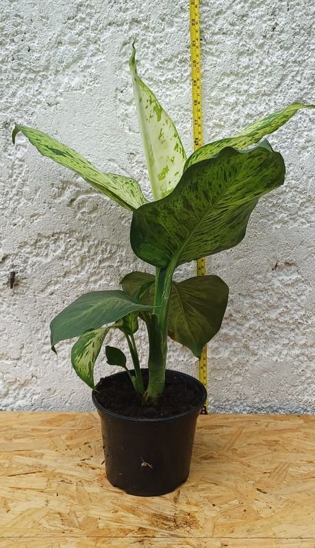 Planta Camila de 50cm, excelente condición - imagen 2